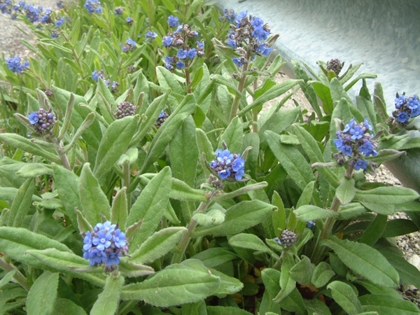 Cynoglottis barrelieri (=Anchusa barrelieri)